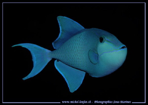 A blue triggerfish... by Michel Lonfat 
